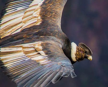 Peru’s Colca Canyon