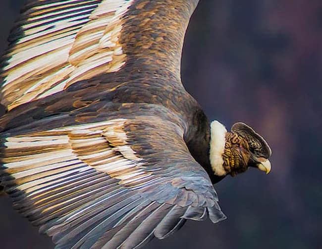 Peru’s Colca Canyon