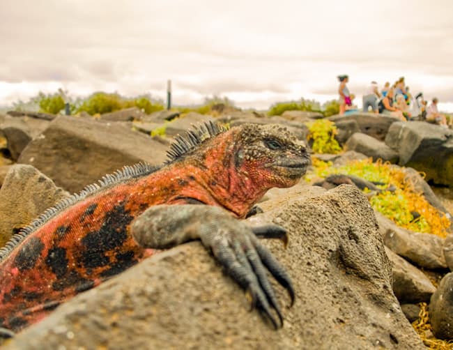 Galapagos Cruise Holidays Iletours