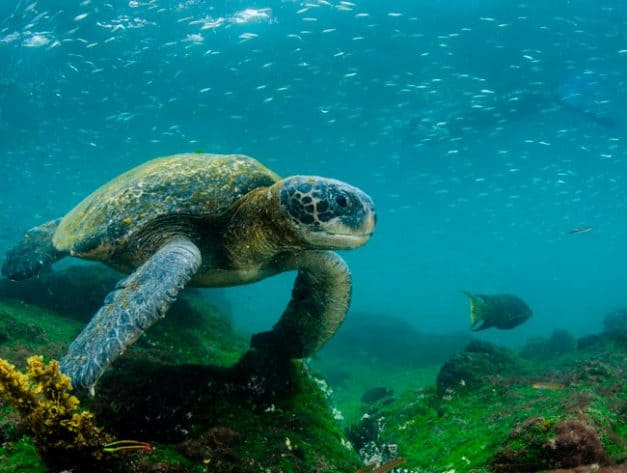 Natal e Ano Novo em Machu Picchu, Galápagos 13 Dias – 2024