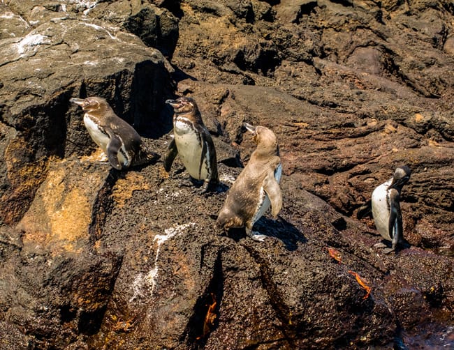 Galapagos Travel with Family Iletours