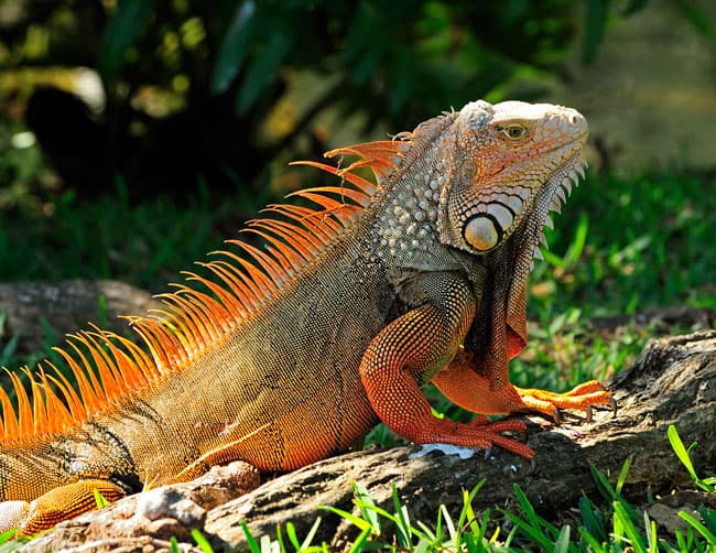 Iquitos Wildlife Iguana Tour | ILE Tours