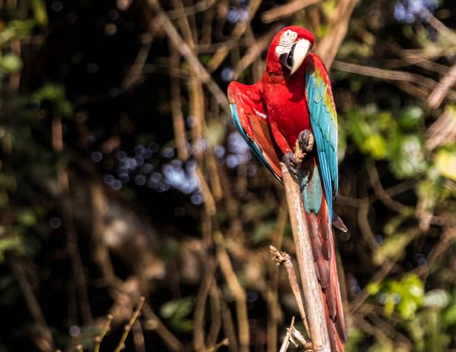 Papagayo Tropical Bird Watching