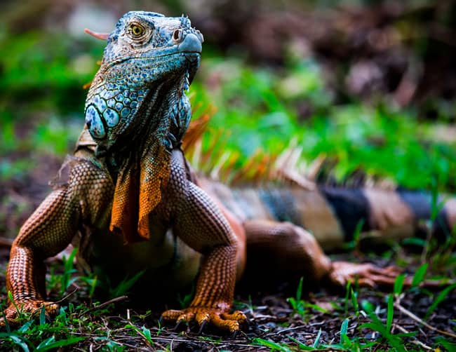 Iquitos Wildlife Iguana Tour | ILE Tours