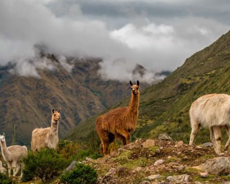 Lares Trek, Ollantaytambo, Machu Picchu 4 Days