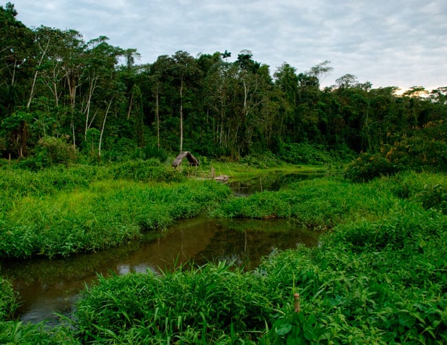 reserva natural manu peru