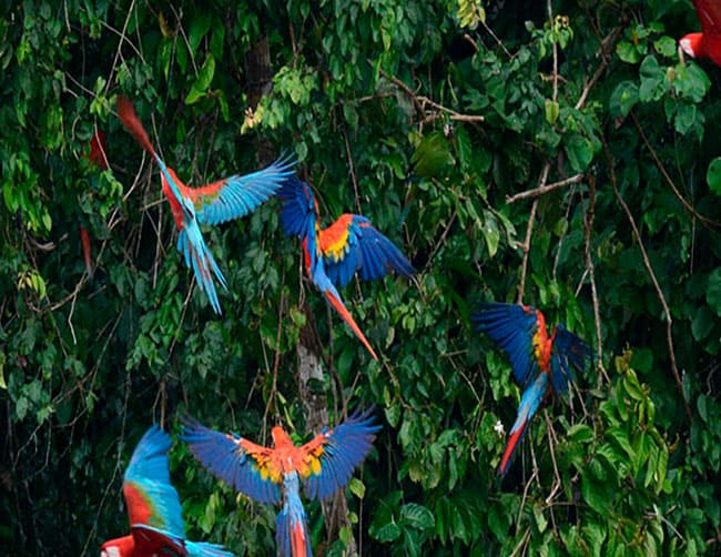 reserva nacional del manu peru