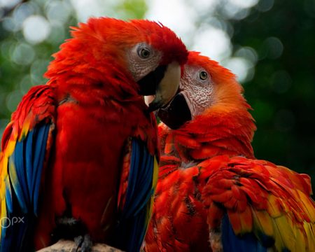 Tours Selva Amazonica Iquitos,  Papagayo 4 Días