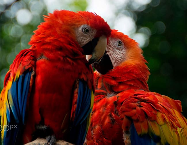 Papagayo Observacao Tropical do Passaro | ILE Tours