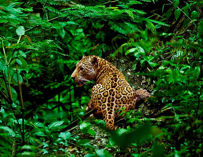 Manu National park Peru Tours