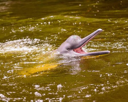 Selva Amazonica Iquitos: Tour  Delfin  2 Días