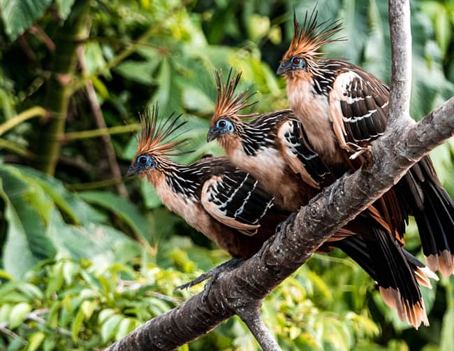 Peru Rainforest Fauna And Flora Iletours