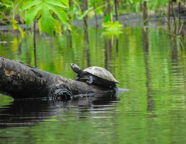 Heath River Wildlife Center | ILE Tours