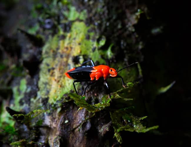 reserva nacional manu peru