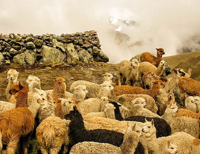 Sacred Valley Cusco Tour Iletours