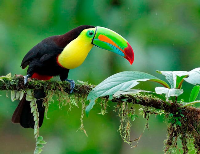 Tucanos Tropical Observação de aves | ILE Tours