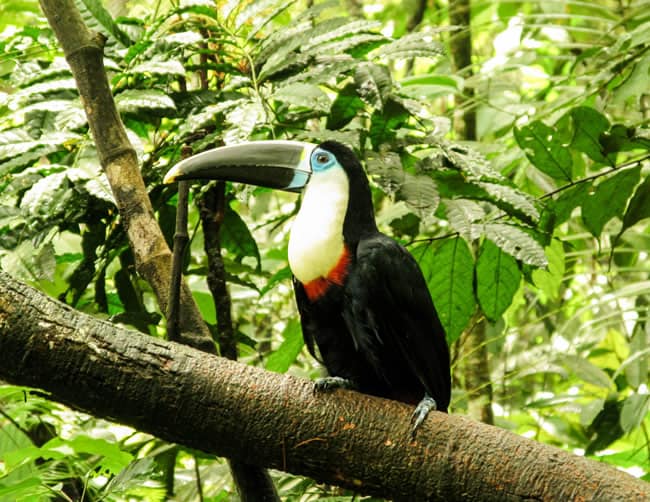 Whitewater Rafting The Tambopata Jungle