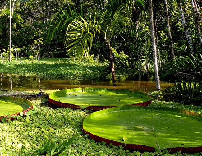 Amazon Jungle Cruise Peru Iletours