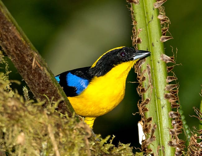 Birdwatching Mindo Ecuador Iletours