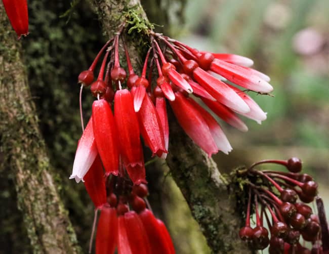 Floresta Equador Reserva Ecológica Quito Mindo Iletours