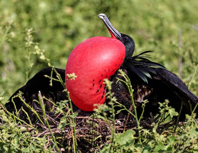 Galapagos Family Holidays Iletours