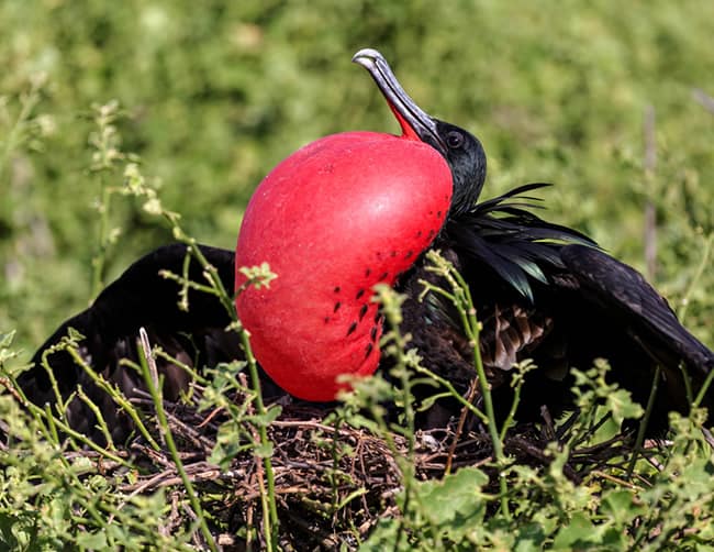 Galapagos Family Holidays Iletours