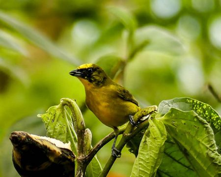 Tour Reserva Ecológica Quito Mindo 1 Día