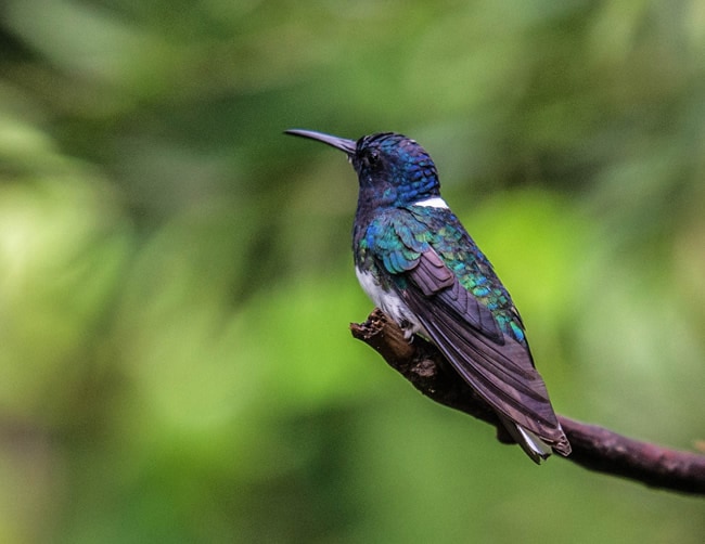 Mindo Ecuador Birding Lodges Iletours