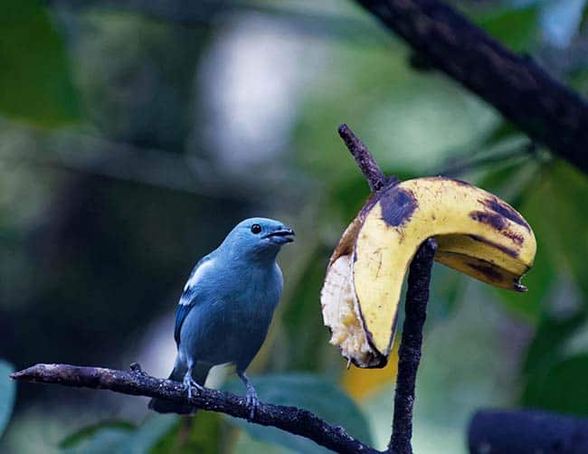 bird watching tours machu picchu