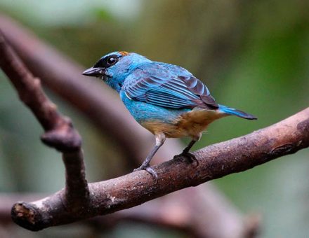 Bird watching tours  Machu Picchu South America