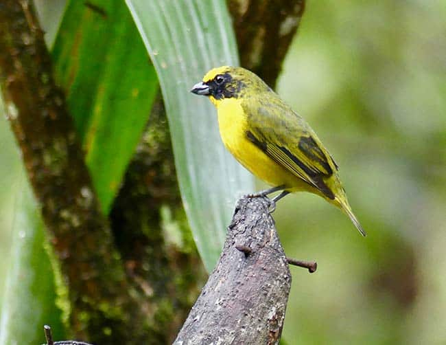 birding tours peru