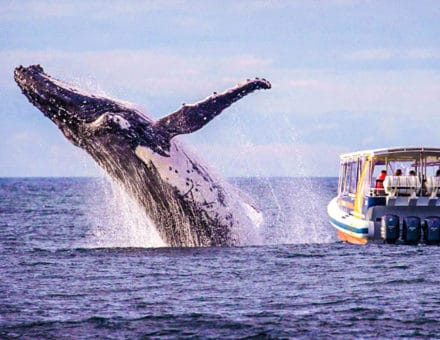 Best place for Humpback whales watching  Puerto López Ecuador